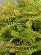 緑色  カナダの池の雑草 (Elodea canadensis) フォト