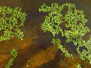 πράσινος  Χωρίς Ρίζες Duckweed (Wolffia arrhiza) φωτογραφία