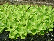 grøn  Vand Salat (Pistia stratiotes) foto