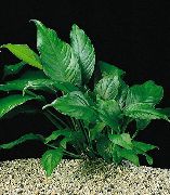 Зелен  Anubias Congensis (Anubias heterophylla, Anubias congensis) снимка