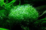 Verde  Crystalwort (Ricca fluitans) foto