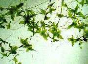 Verde  Lemna Trisulca  foto