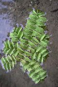 Mažasis Watermoss žalias augalas