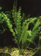 Aponogeton Undulatus grøn Plante