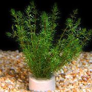 Bacopa Myriophylloides Verde Planta