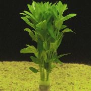 grønn  Dentated Vann Isop (Bacopa crenata) bilde