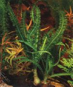 Zielony  Afryki Roślin Cebulowych (Crinum natans, Crinum aquatica) zdjęcie