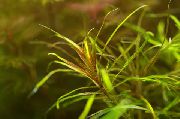 Blyxa Alternifolia rjava Rastlina