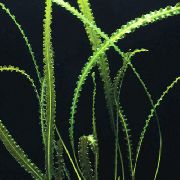 მწვანე  Aponogeton Longiplumulosus  ფოტო