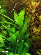 Гигрофіла Щитовидна Сіамська Зелений Рослина