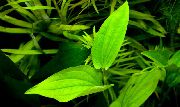 зелена  Саурурус Цхиненсис (Saururus chinensis, Spathium chinense) фотографија