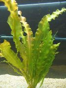 aquarium plant Wavy-edged swordplant, Ruffled Aponogeton  Aponogeton crispus 