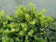 Verde  Pearl Moss (Blepharostoma trichophyllum) foto