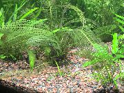 Мадагаскар Дантела Растителна Зелен Растение