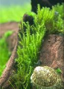 verde  Fermoar Mușchi (Fissidens zippelianus) fotografie