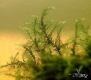 žalias  Willow Moss (Fontinalis hypnoides) nuotrauka