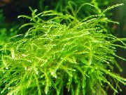zaļš  Mini Taivāna Moss (Isopterygium sp.) foto