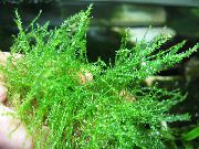 Zelená  Vláknitý Mech (Leptodictyum riparium) fotografie