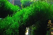 Zelená  Plamen Mech (Taxiphyllum sp.) fotografie