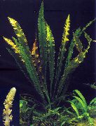 Aponogeton Elongatus Зелен Растение