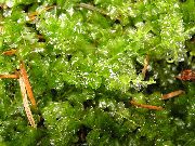 verde  Mini Perlenmoos (Plagiomnium affine) fotografie