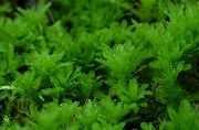 zaļš  Hart Mēle Moss Timiāns (Plagiomnium undulatum) foto