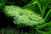 зелена  Рицциа Патуљак (Riccia sp. dwarf) фотографија