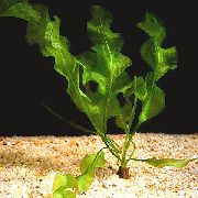 绿  紧凑的水蕹科 (Aponogeton ulvaceus) 照片