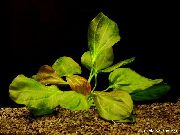 Echinodorus Apart Rood Plant
