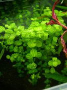 зелена  Баби Сузе (Lindernia rotundifolia) фотографија