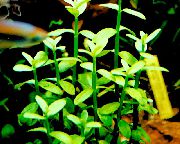 žalias  Bacopa Madagascariensis  nuotrauka