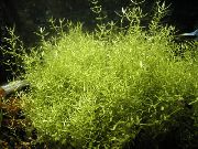 Verde  Microcarpaea Minimi (Microcarpaea minima) foto