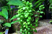 Bacopa Enano, Moneywort Verde Planta