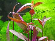 Alternanthera Sessilis raudonas augalas
