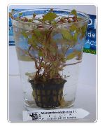 Alternanthera Ocipus Vert Plante