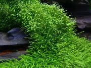 绿  禾叶狸藻 (Utricularia graminifolia) 照片