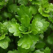 grønn  Mexican Eik Blad (Shinnersia rivularis) bilde
