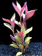 Röd  Alternanthera Lilacina  foto