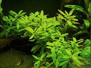 zelen  Dwarf Hygrophila (Hygrophila polysperma) fotografija