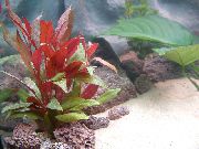 црвен  Црвена Хигропхила (Alternanthera reineckii) фотографија