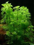 Кабомба Pulcherrima Зелен Растение