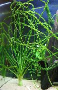 Камерун Crinum Зелен Растение