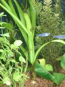 Grün  Zwiebelpflanze, Wasser Zwiebel (Crinum thaianum) foto