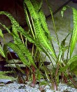 Verde  Aponogetifolia Cryptocoryne (Cryptocoryne aponogetifolia) foto