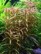 红  水苋菜属藻 (Ammannia gracilis) 照片
