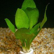 Cryptocoryne Kalba žalias augalas