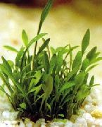 Криптокорин Parva Зелен Растение