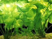 Verde  Spatterdock (Nuphar japonicum) foto
