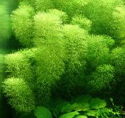 Verde  Limnophila Aquatica  foto