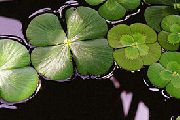 Verde  Waterclover Europeo (Marsilea quadrifolia) foto